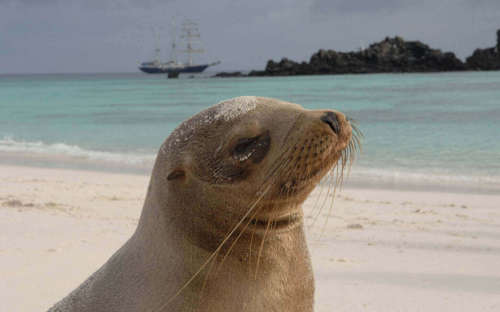 Sea Lion, Galapagos Islands