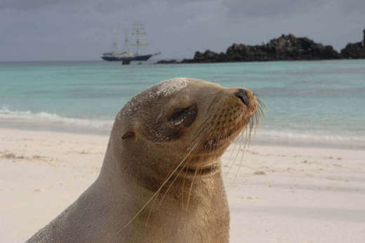 Sea Lion, Galapagos Islands
