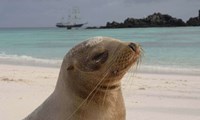 Lion de mer dans les îles Galapagos 