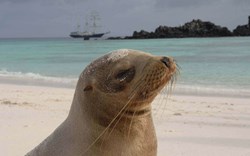 Sea Lion, Galapagos Islands