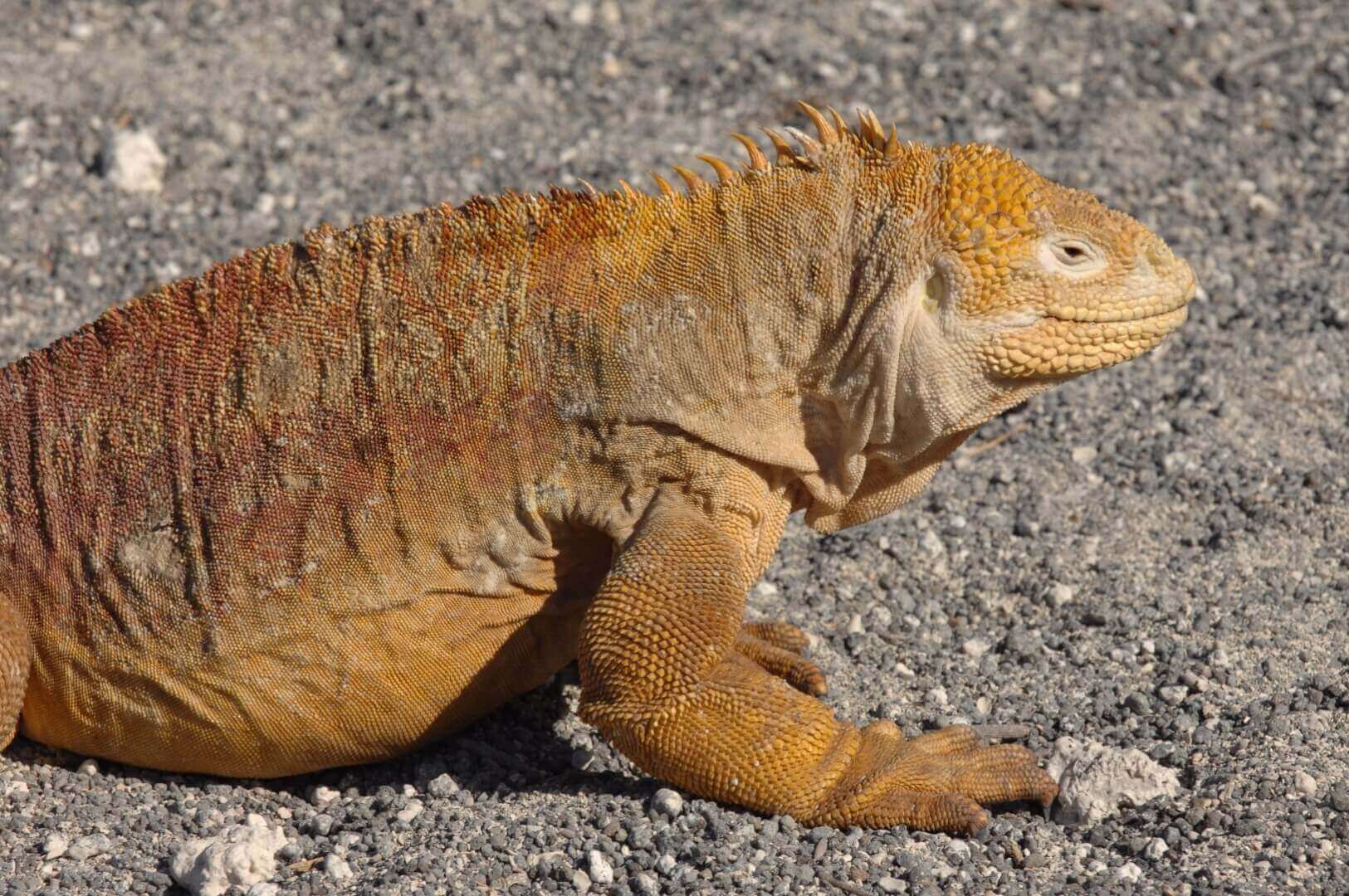 Iguana