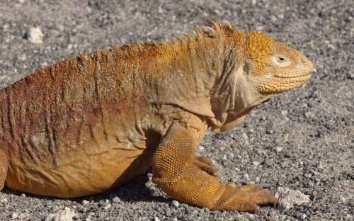 Iguana