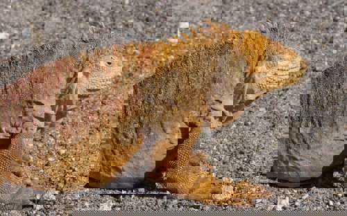 Iguana