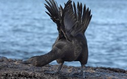 Frank Ecuador Galapagos Flightless cormorants.JPG