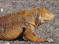Iguana