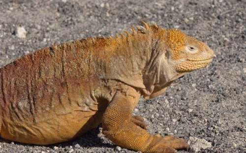 Iguana