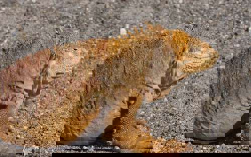 Iguana