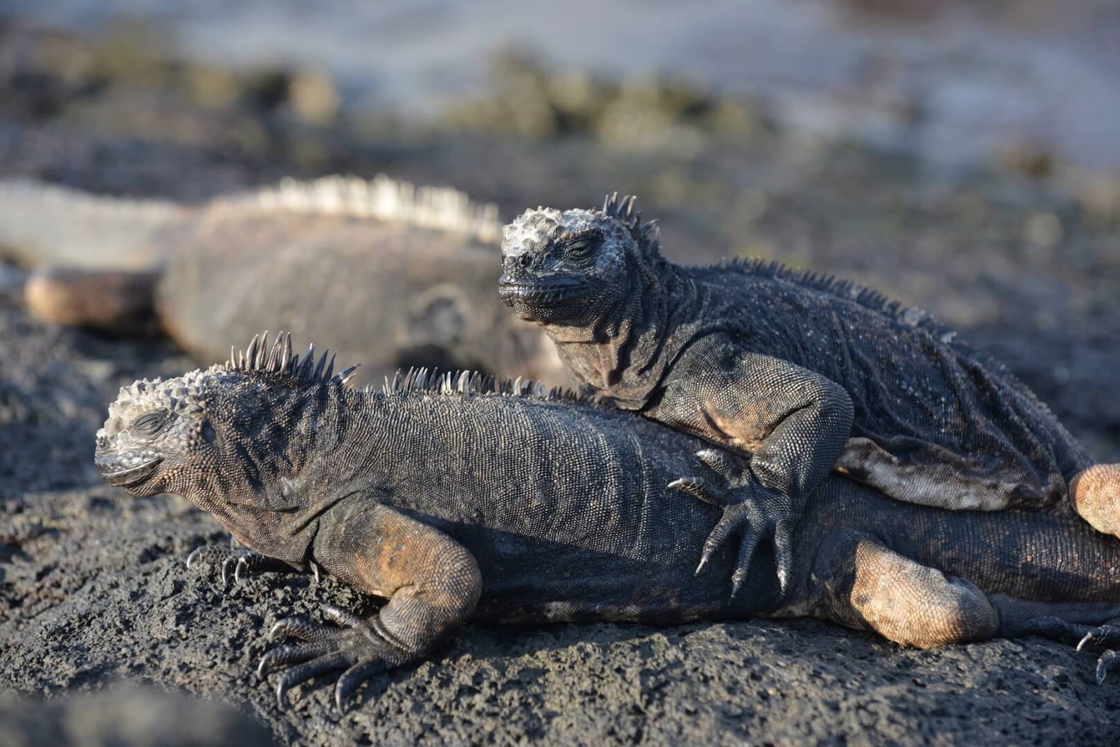 Frank Ecuador Galapagos DSC_5219.JPG