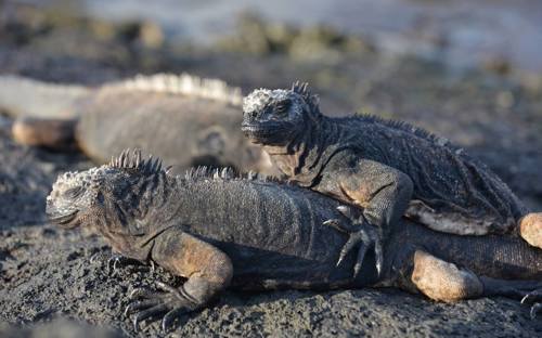 Frank Ecuador Galapagos DSC_5219.JPG