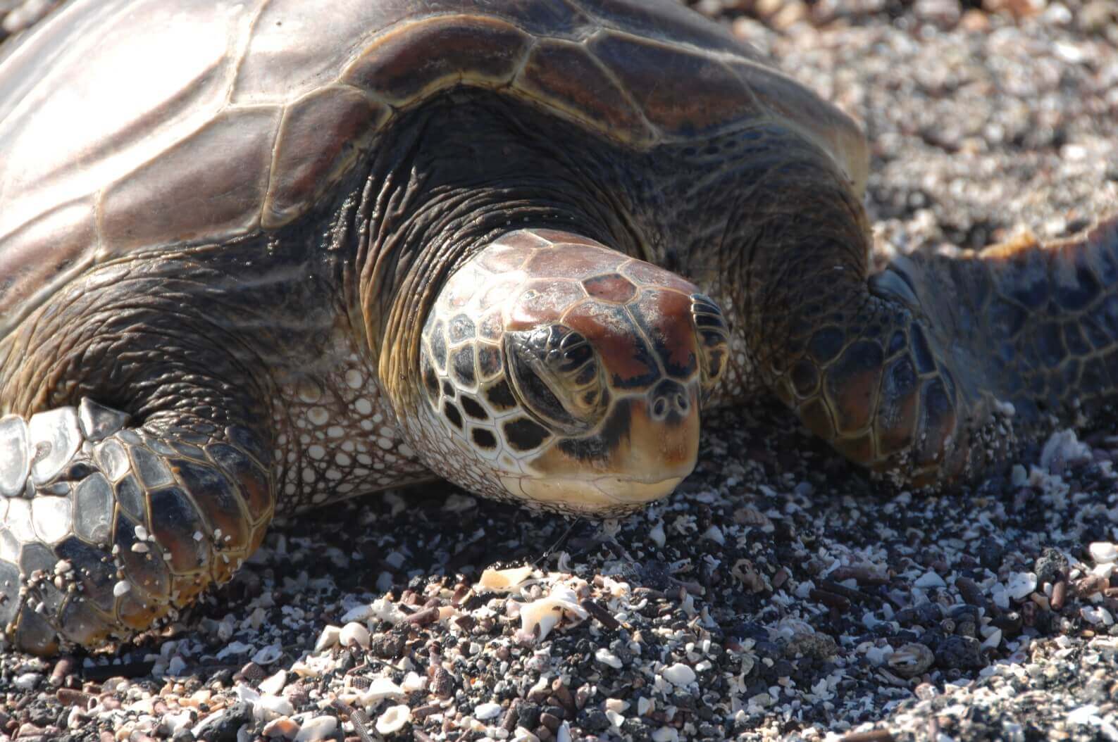 Sea turtle