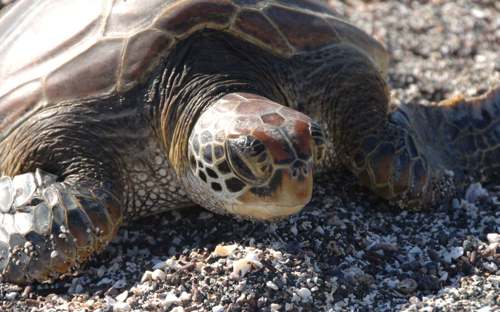 Sea turtle