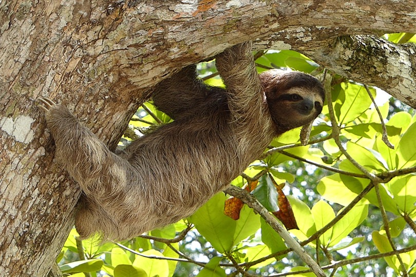 sloth Costa Rica