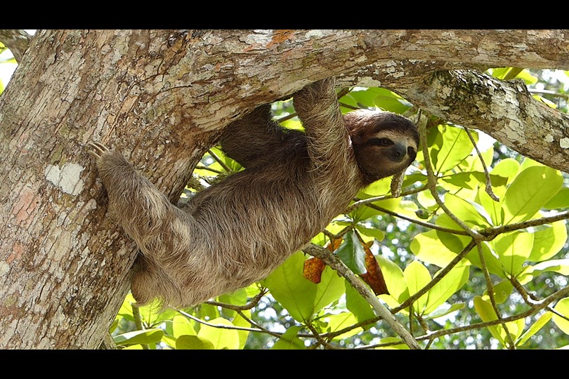sloth Costa Rica