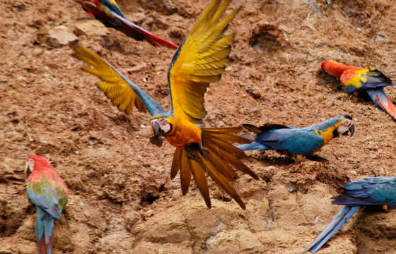 Parrot
