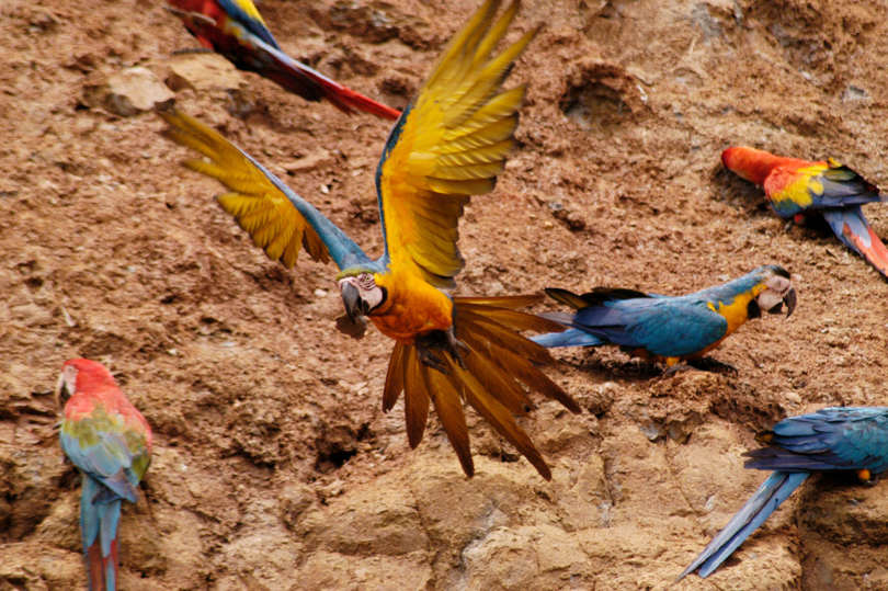 Amazon wildlife holidays