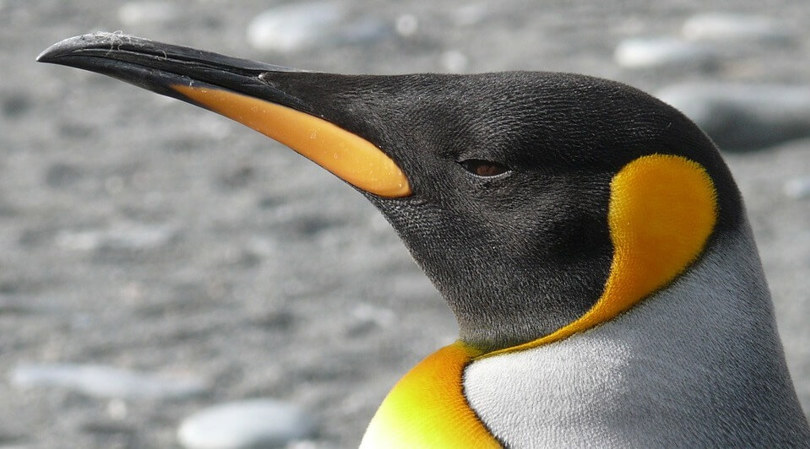 Falkland Islands wildlife holidays