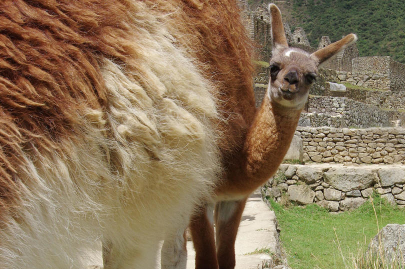 Lama Machu Picchu