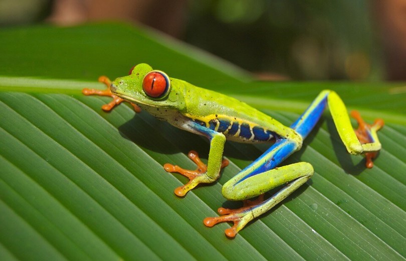 colourful frog Costa Rica
