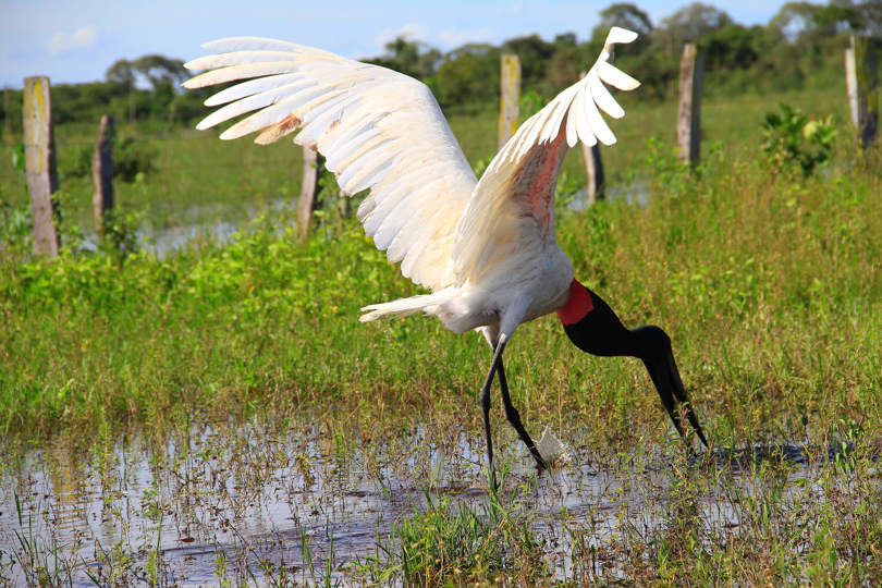 Pantanal