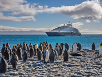 SALISBURY PLAIN King Penguin South Georgia Nacho Gutierrez Scenic Eclipse 6 311S 2025 2026