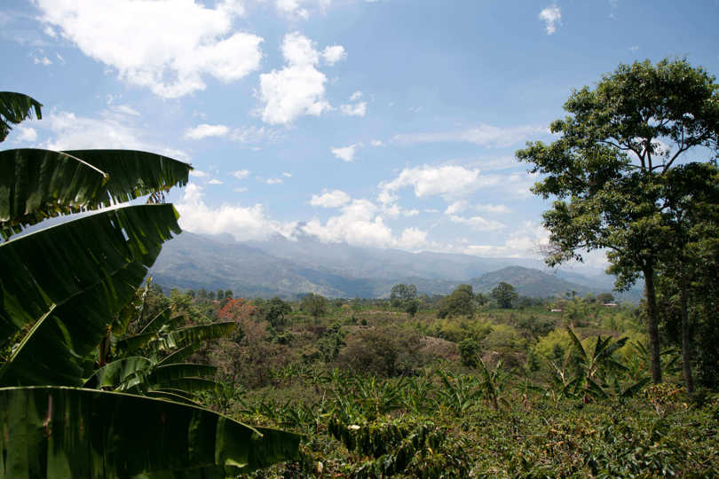 Colombia Coffee Region