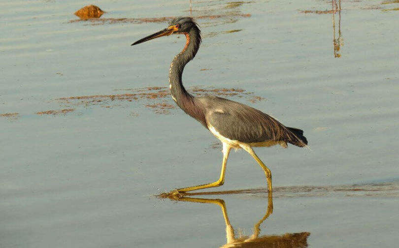 Tri-coloured heron