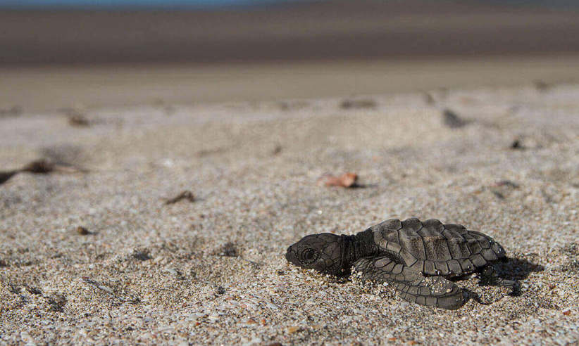 Turtle