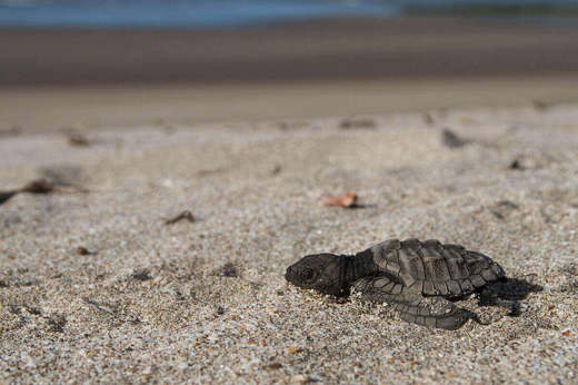 Turtle