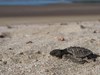 Observation des tortues au Nicaragua