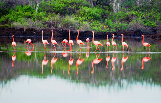 Flamingoes wade and reflect in a high-altitude lake in Launa National Park, surrounded by lush Andean greenery. 