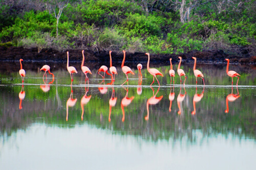 Flamingoes wade and reflect in a high-altitude lake in Launa National Park, surrounded by lush Andean greenery. 