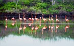 anahi_flamingoes.jpg