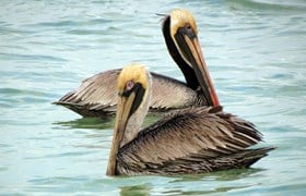 Celestun pelicans.jpg