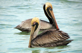 Celestun pelicans.jpg