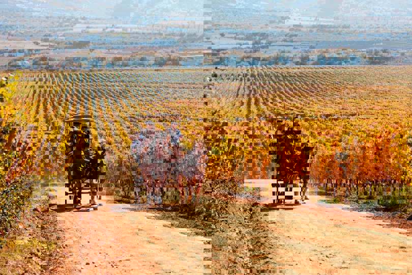 Central Valley vineyard in Chile
