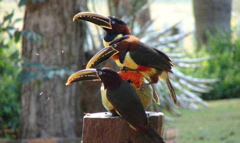 Baia Grande Pantanal (6).jpg