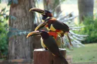 Baia Grande Pantanal (6).jpg