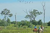Baia Grande Pantanal (9).jpg
