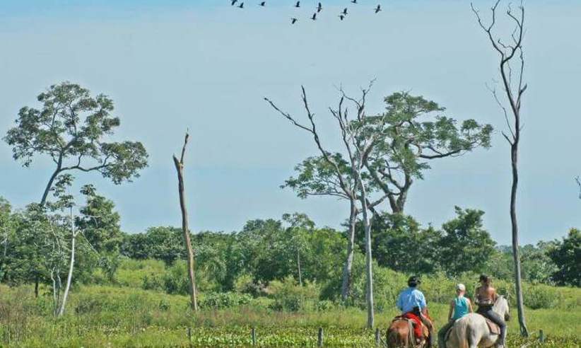Baia Grande Pantanal (9).jpg