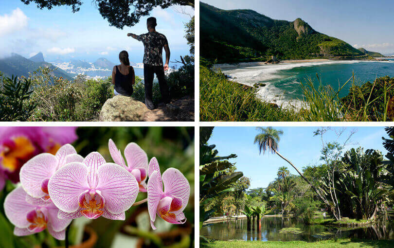 Eco-systems of Rio de Janeiro