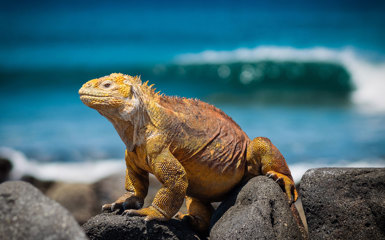 Image for: Galapagos Islands