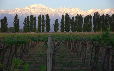 Image for: Mendoza