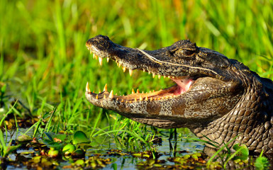 Image for: Ibera Wetlands