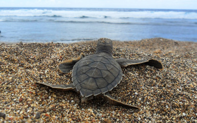 Image for: Tortuguero