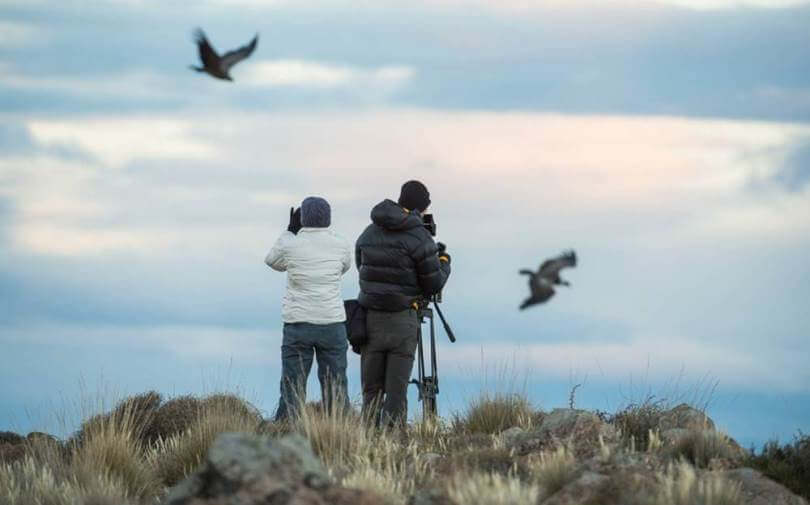 where to see condors - Estancia Huechahue