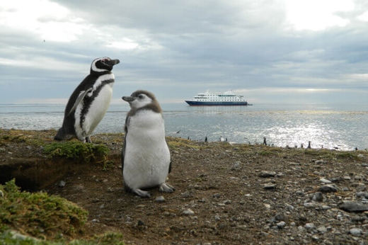 Meet the friendly local penguins