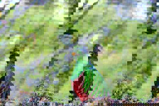 A resplendent Quetzal