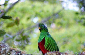 A resplendent Quetzal