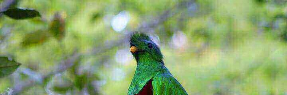 A resplendent Quetzal