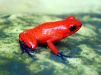 A vibrant red frog with dark blue legs perched on green moss in Costa Rica's rainforest. 